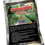 Penyakit Busuk Pelepah Pada Tanaman  Jagung (Zea mays L),