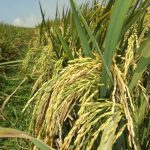 Memahami Zat Perangsang Tumbuh bagi Produktifitas Padi