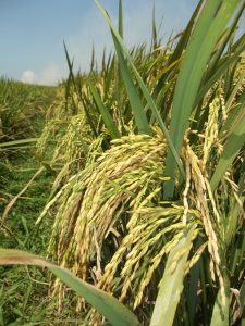 padi dengan jumlah anakan dan bulir yang banyak serta bernas menjadi keinginan petani kita