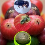 Hama Penyakit pada Budidaya Kopi