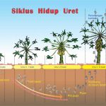 Siklus hidup Lepidiota stigma (Uret) yang menyerang tebu, singkong, pepaya, palawija, dan sayuran.