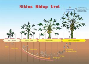 Siklus hidup Uret / Lepidiota stigma yang menyerang tebu, singkong, pepaya, palawija, dan sayuran.