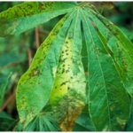 Penyakit bercak basah pada daun Singkong (Manihot esculenta Crantz)