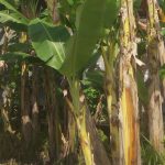 Mitos dan Manfaat Tanaman Tanaman Pisang