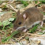 Hama Tikus Sawah (Rattus argantiventer)