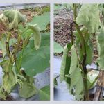 Kuning dan layu daun muda pada terong