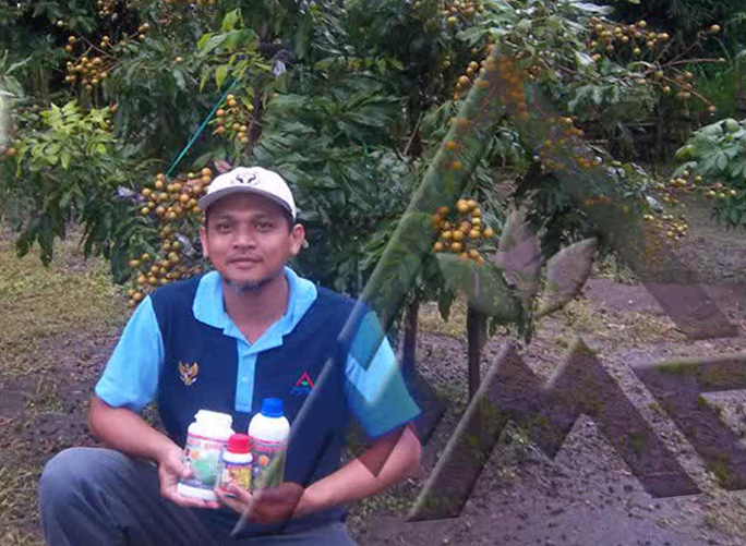 Kelengkeng varietas itoh yang dibudidayakan di lahan pekarangan, lokasi kabupaten Magetan Jawa timur, usia 2 tahun sudah belajar berbuah dengan demikian lebatnya, salah satu keunggulan Produk Organik MMC.