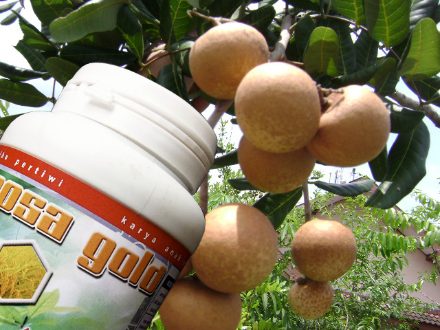 Kelengkeng yang sebesar bola Pingpong