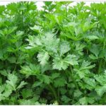 Budidaya Seledri, Bag V – Analisis Usaha Budidaya Seledri