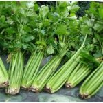 Budidaya Seledri, Bag IV – Panene dan Penanganan Pasca Panen Seledri