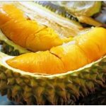 Budidaya Durian, Bag I – Jenis-jenis tanaman durian