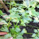 Budidaya seledri, Bag III – Pengendalian Hama Dan Penyakit Tanaman Seledri..