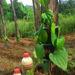 Beberapa Alternatif Pemupukan pada lada