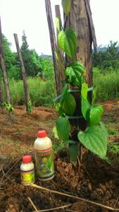 agritech hortech untuk pemupukan lada melalui daun
