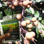 Budidaya Kelengkeng, Bag III – Hama dan Penyakit utama pada Lengkeng