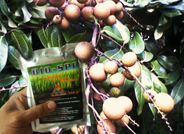 bio-spf untuk kelengkeng