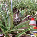 Budidaya Nanas, Bag II – Pemupukan pada Nanas