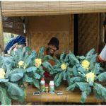 Budidaya Kobis Krop, Bunga Kol dan Brokoli – Bag I – Jenis-jenis, Persiapan lahan dan Penanaman