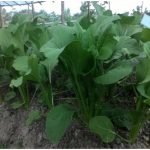 Budidaya Sayuran, Bag I -Budidaya tanaman SAWI atau Caisin (Brassica sinensis. L.)