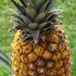 hama dan penyakit pada nanas