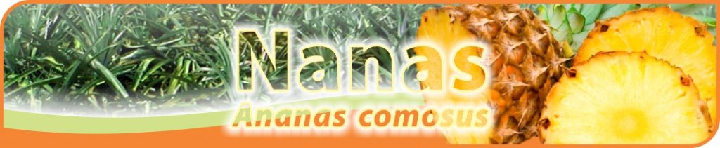 budidaya nanas, bercocok tanam nanas