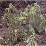 Penyakit lendir/layu pada Kentang