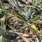 Budidaya Nanas, Bag III – Pemeliharaan sd Panen