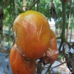 layu bakteri pada tomat terong cabai