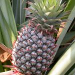 Budidaya Nanas (Ananas comosus (L) Merr), Bag I – Pembibitan & Penanaman