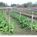 Budidaya Sawi Bag III – Panen dan Pasca Panen Tanaman Sawi..