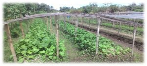 Budidaya Sawi Bag III - Panen dan Pasca Panen Tanaman Sawi..