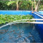 Budidaya Sidat… kaya sumber Gizi…..