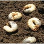 Hama Uret  ( Lepidiota stigma F.) pada jagung