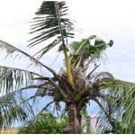 Hama Uret   : Oryctes rhinoceros L.