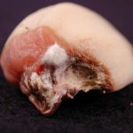 Gejala Busuk Umbi (Fusarium) pada Bawang Putih