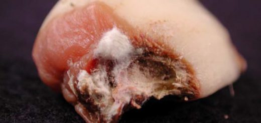 Umbi bawang putih yang terserang fusarium pada serangan berat bisa tumbuh bibit bibit jamur berwarna putih dari bagian bawah