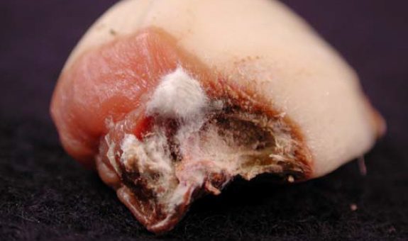 Umbi bawang putih yang terserang fusarium pada serangan berat bisa tumbuh bibit bibit jamur berwarna putih dari bagian bawah