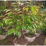 Budidaya Durian Bg II – Cara Budidaya Durian….