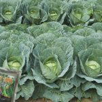 Budidaya Kobis Krop,  Bunga Kol, Brokoli, Bag III – Pengendalian Hama Dan Penyakit