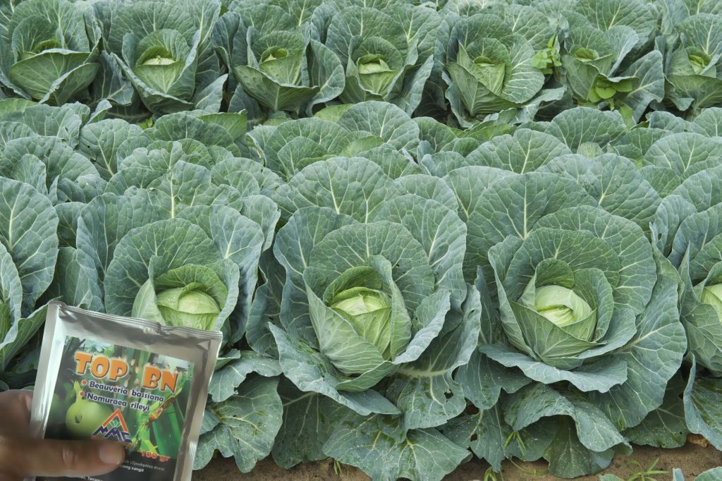 agens hayati top-bn atau mosa-bn untuk pengendalian hama pada kubis