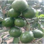 Budidaya Alpukat, Bag III – Pengendalian Hama Dan Penyakit Tanaman Alpukat.