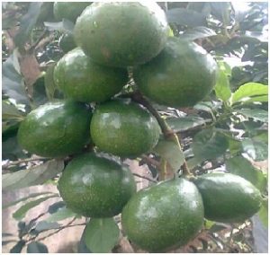 Budidaya Alpukat, Bag III - Pengendalian Hama Dan Penyakit Tanaman Alpukat.