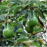 Budidaya Alpukat, Bag II – Persiapan lahan, Penanaman dan pemupukan tanaman