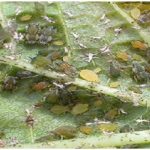 Aphis gossypii Glov. pada Alpukat.