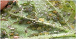 Aphis gossypii Glov. pada Alpukat.