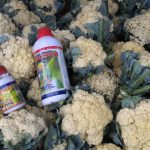 Budidaya Kobis Krop, Bunga Kol, Brokoli, Bag II – Pemupukan sd Panen