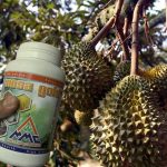 Budidaya Durian – Bag III – Pemupukan, pemangkasan,penyerbukan dan penjarangan buah Durian