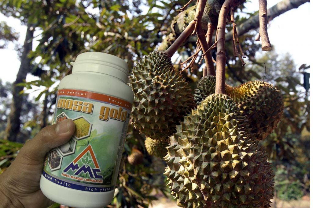 budidaya durian dan pupuk organik padat mosa gold