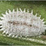 Gejala Gugur bunga & buah pada Alpukat