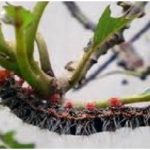 Ulat Kipat  Cricula (Cricula trisfenestrata Helf) pada Alpukat